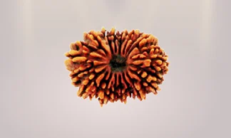 Authentic Rudraksha